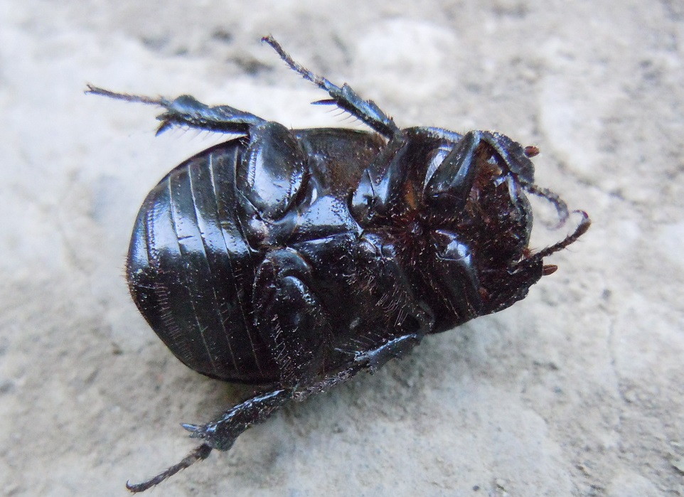 Pentodon bidens punctatus? S, Dynastidae